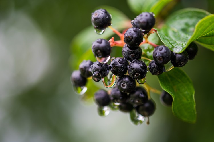 新植物 | 新食品原料野樱莓研究新进展：在心脏、心血管、肠道健康以及抗炎方面有潜在益处，它还有个拗口的名字——黑果腺肋花楸