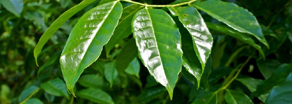 新植物 | 看这枚“神奇树叶”Guayusa，将如何在饮料应用中大展拳脚？