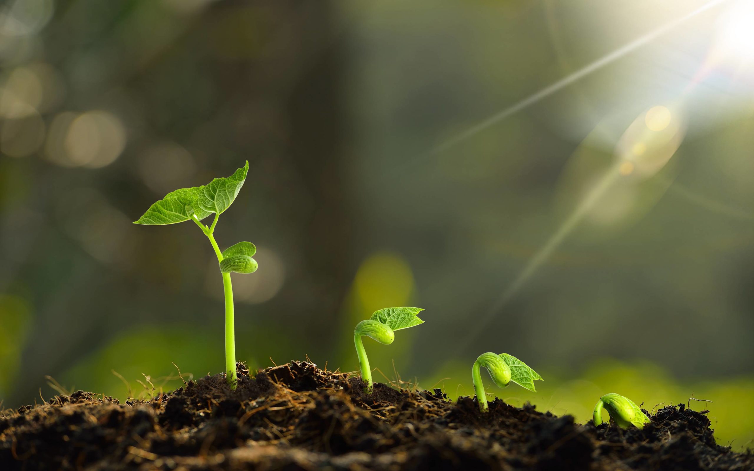 植物新势力迭起，植物基产品市场格局大变，《2020新植物科学白皮书》发布（电子版可下载）