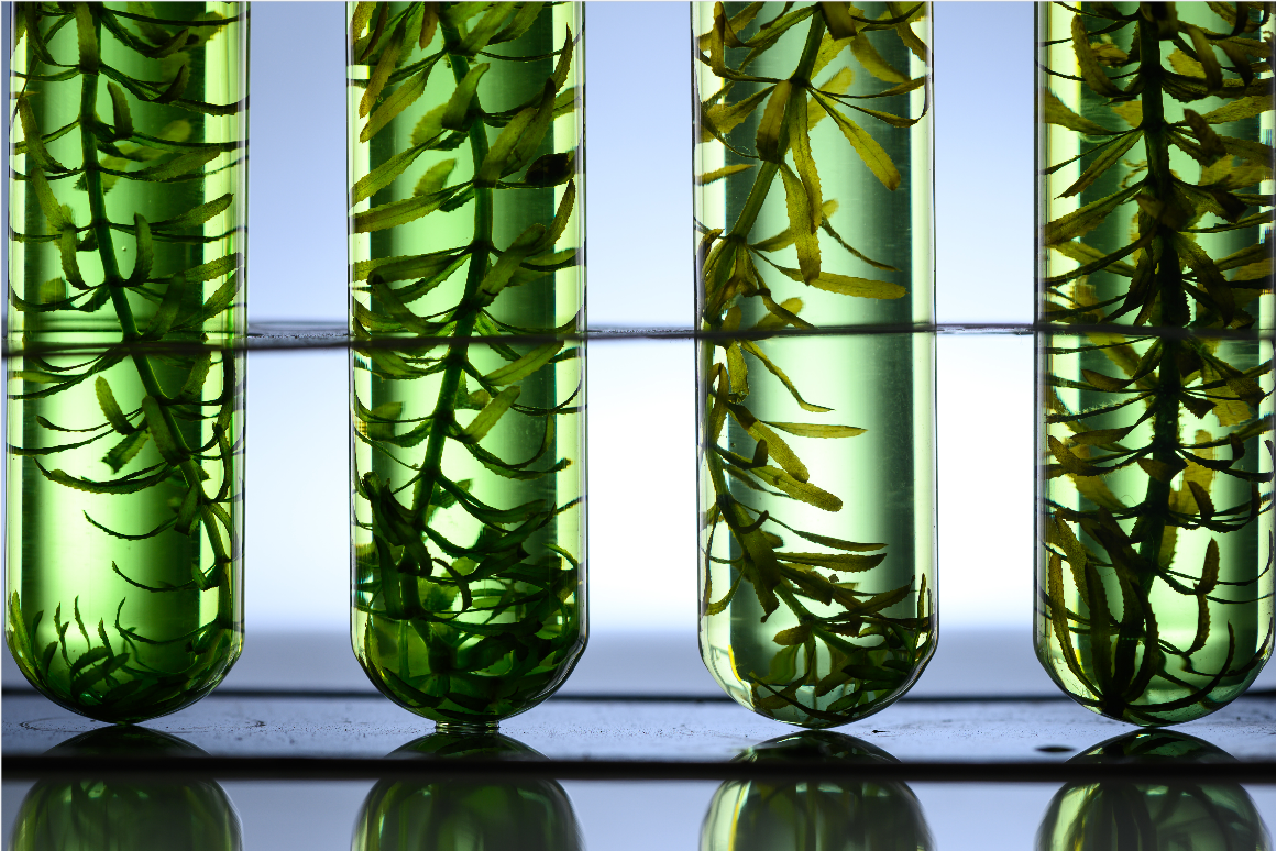 YYDS，能与史上销售额最高的药物他汀比肩的居然是它−藻油EPA
